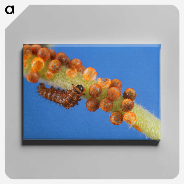 2-66_Insects-Unlocked-Project_canvas
