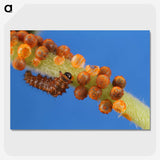 2-66_Insects-Unlocked-Project_picture-crop