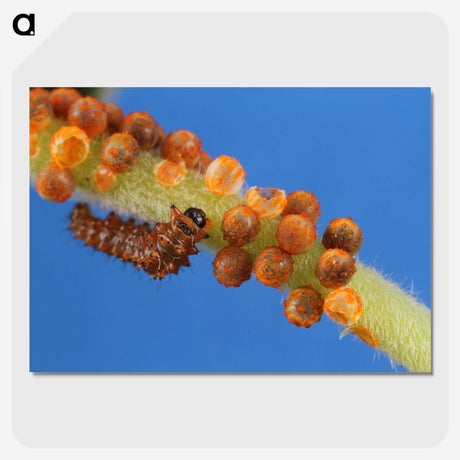 2-66_Insects-Unlocked-Project_picture-crop