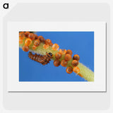 2-66_Insects-Unlocked-Project_picture
