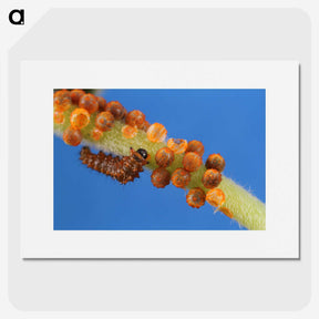 2-66_Insects-Unlocked-Project_picture