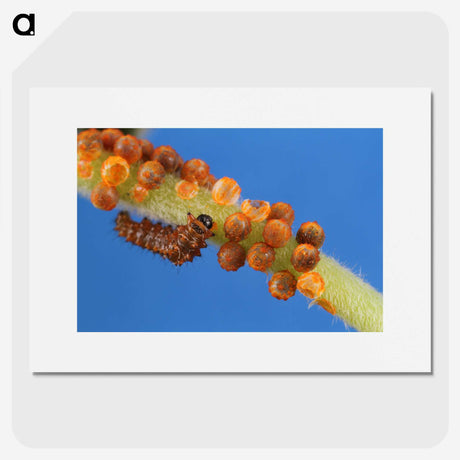 2-66_Insects-Unlocked-Project_picture