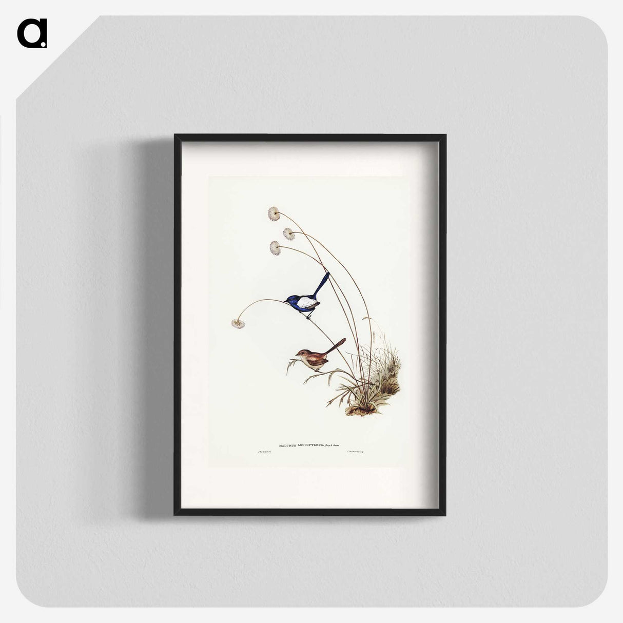 2-66_John-Gould_blk