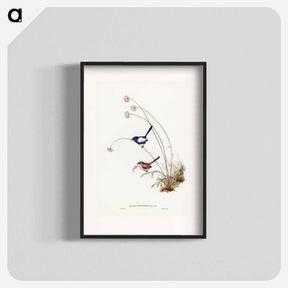 アートポスター-White-winged Wren
 - ジョン グールド Poster.