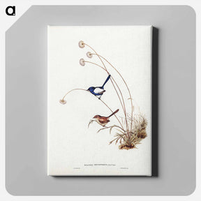 アートパネル-White-winged Wren
 - ジョン グールド Canvas.
