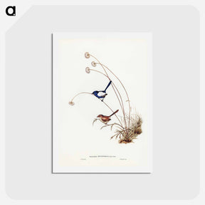 アートポストカード-White-winged Wren
 - ジョン グールド Postcard.