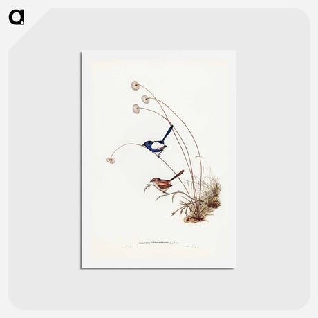 アートポストカード-White-winged Wren
 - ジョン グールド Postcard.