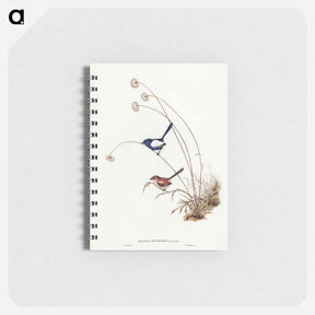 アートメモ帳-White-winged Wren
 - ジョン グールド Memo.