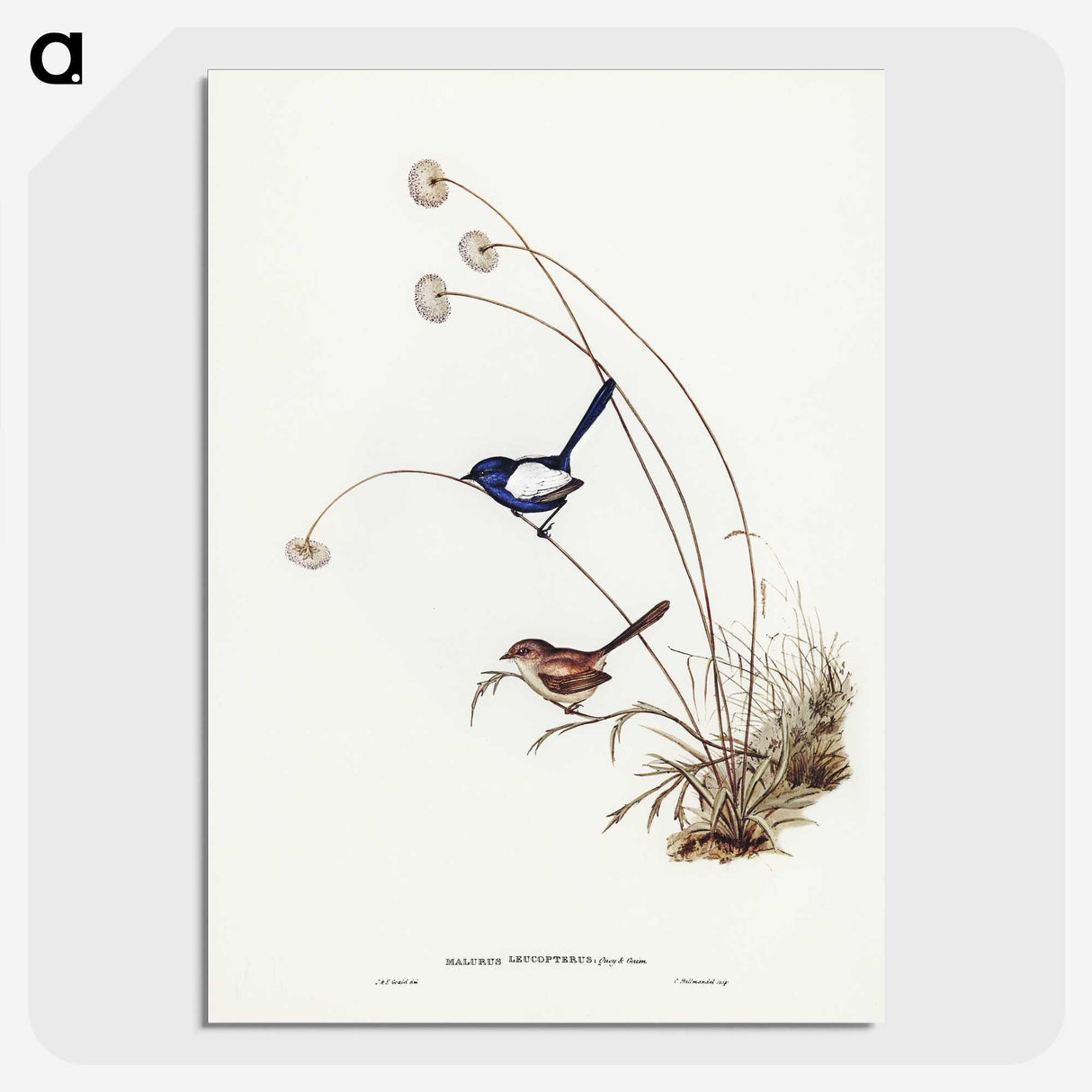 2-66_John-Gould_picture-crop