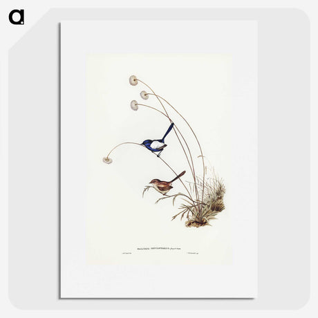 2-66_John-Gould_picture