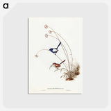 アートポストカード-White-winged Wren
 - ジョン グールド Postcard.