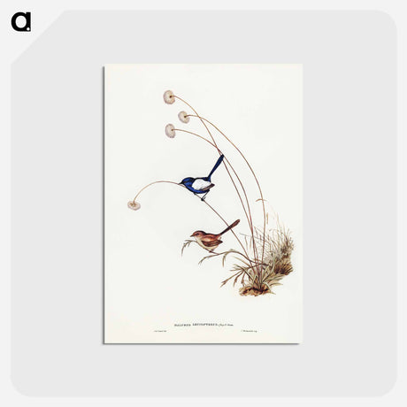 アートポストカード-White-winged Wren
 - ジョン グールド Postcard.