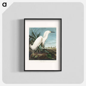アートポスター-Snowy Heron
 - ジョン ジェームス オーデュボン Poster.