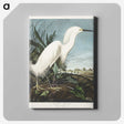 2-66_John-James-Audubon_canvas