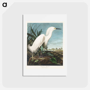 アートポストカード-Snowy Heron
 - ジョン ジェームス オーデュボン Postcard.
