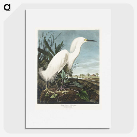 2-66_John-James-Audubon_picture