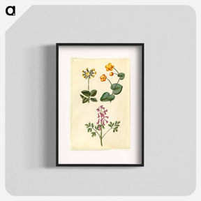 アートポスター-Primula, Caltha, and Corydalis
 - マリア ジビーラ メーリアン Poster.