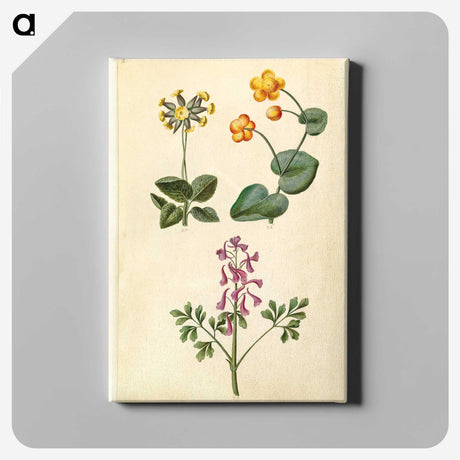 2-66_Maria-Sibylla-Merian_canvas