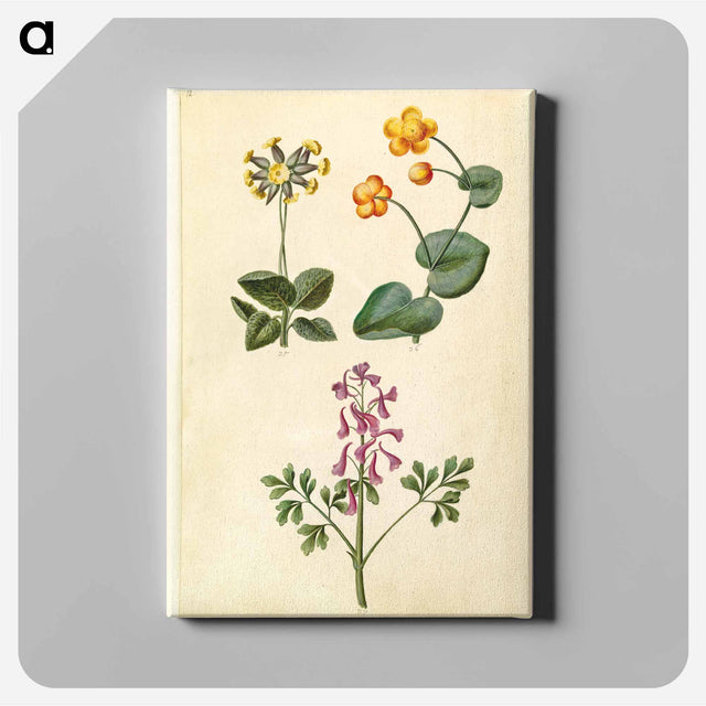 アートパネル-Primula, Caltha, and Corydalis
 - マリア ジビーラ メーリアン Canvas.