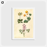 アートポストカード-Primula, Caltha, and Corydalis
 - マリア ジビーラ メーリアン Postcard.
