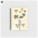 2-66_Maria-Sibylla-Merian_memo