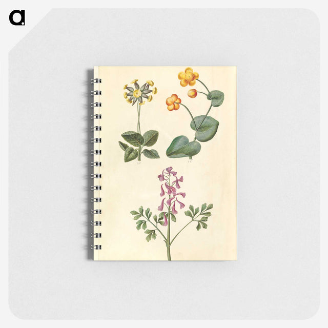 2-66_Maria-Sibylla-Merian_memo