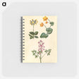 アートメモ帳-Primula, Caltha, and Corydalis
 - マリア ジビーラ メーリアン Memo.
