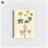 アートメモ帳-Primula, Caltha, and Corydalis
 - マリア ジビーラ メーリアン Memo.