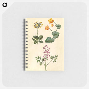 アートメモ帳-Primula, Caltha, and Corydalis
 - マリア ジビーラ メーリアン Memo.