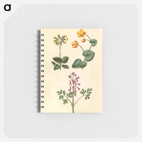 アートメモ帳-Primula, Caltha, and Corydalis
 - マリア ジビーラ メーリアン Memo.