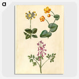 2-66_Maria-Sibylla-Merian_picture-crop