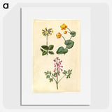 2-66_Maria-Sibylla-Merian_picture