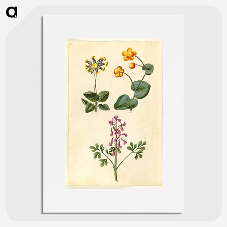 2-66_Maria-Sibylla-Merian_picture