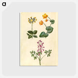 アートポストカード-Primula, Caltha, and Corydalis
 - マリア ジビーラ メーリアン Postcard.