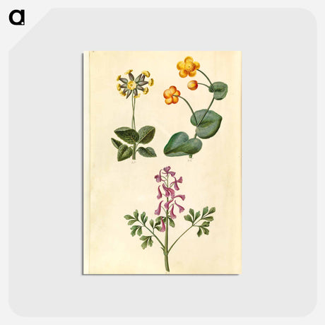 アートポストカード-Primula, Caltha, and Corydalis
 - マリア ジビーラ メーリアン Postcard.