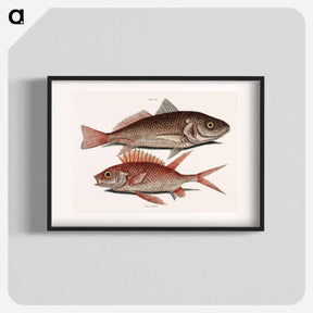 アートポスター-Croaker and Squirrelfish
 - マーク ケイツビー Poster.