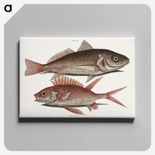 2-66_Mark-Catesby_canvas