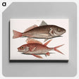 アートパネル-Croaker and Squirrelfish
 - マーク ケイツビー Canvas.