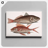 アートパネル-Croaker and Squirrelfish
 - マーク ケイツビー Canvas.