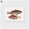 アートポストカード-Croaker and Squirrelfish
 - マーク ケイツビー Postcard.