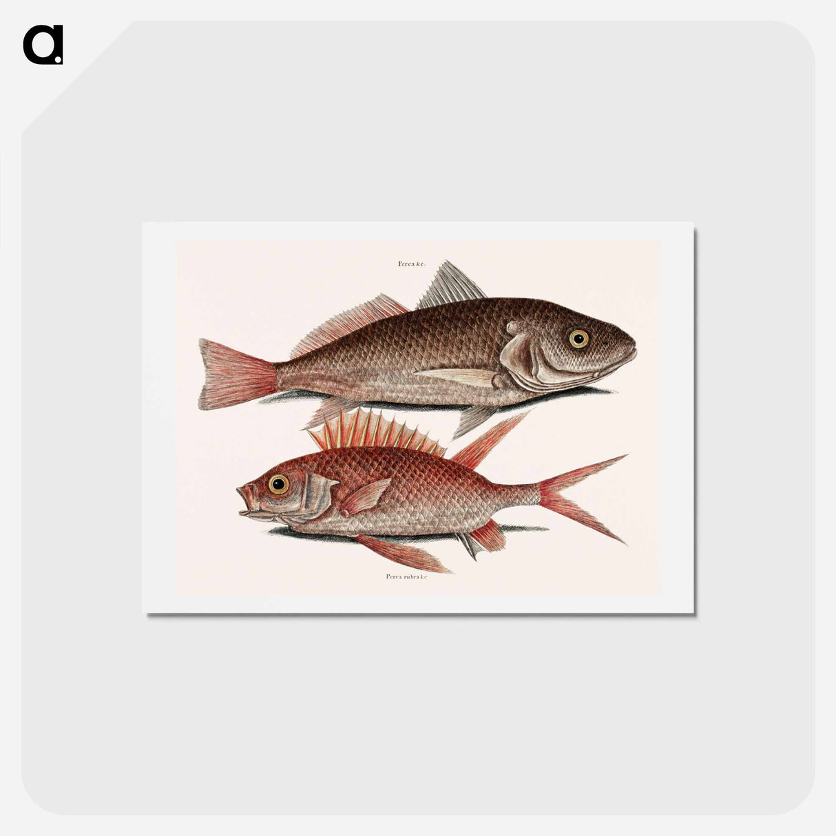 アートポストカード-Croaker and Squirrelfish
 - マーク ケイツビー Postcard.