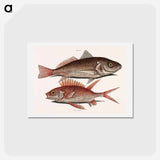 アートポストカード-Croaker and Squirrelfish
 - マーク ケイツビー Postcard.