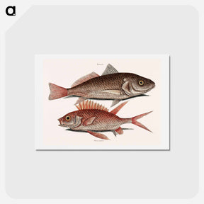 アートポストカード-Croaker and Squirrelfish
 - マーク ケイツビー Postcard.