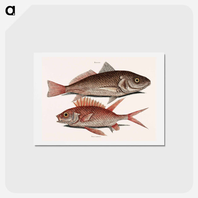 アートポストカード-Croaker and Squirrelfish
 - マーク ケイツビー Postcard.