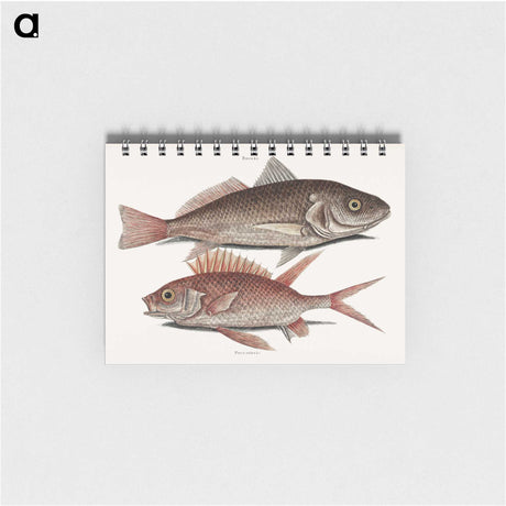 2-66_Mark-Catesby_memo