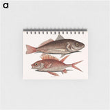 アートメモ帳-Croaker and Squirrelfish
 - マーク ケイツビー Memo.
