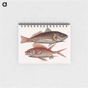 アートメモ帳-Croaker and Squirrelfish
 - マーク ケイツビー Memo.