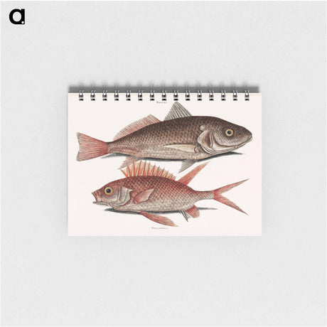アートメモ帳-Croaker and Squirrelfish
 - マーク ケイツビー Memo.