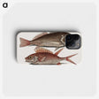 2-66_Mark-Catesby_phone