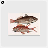 アートポストカード-Croaker and Squirrelfish
 - マーク ケイツビー Postcard.